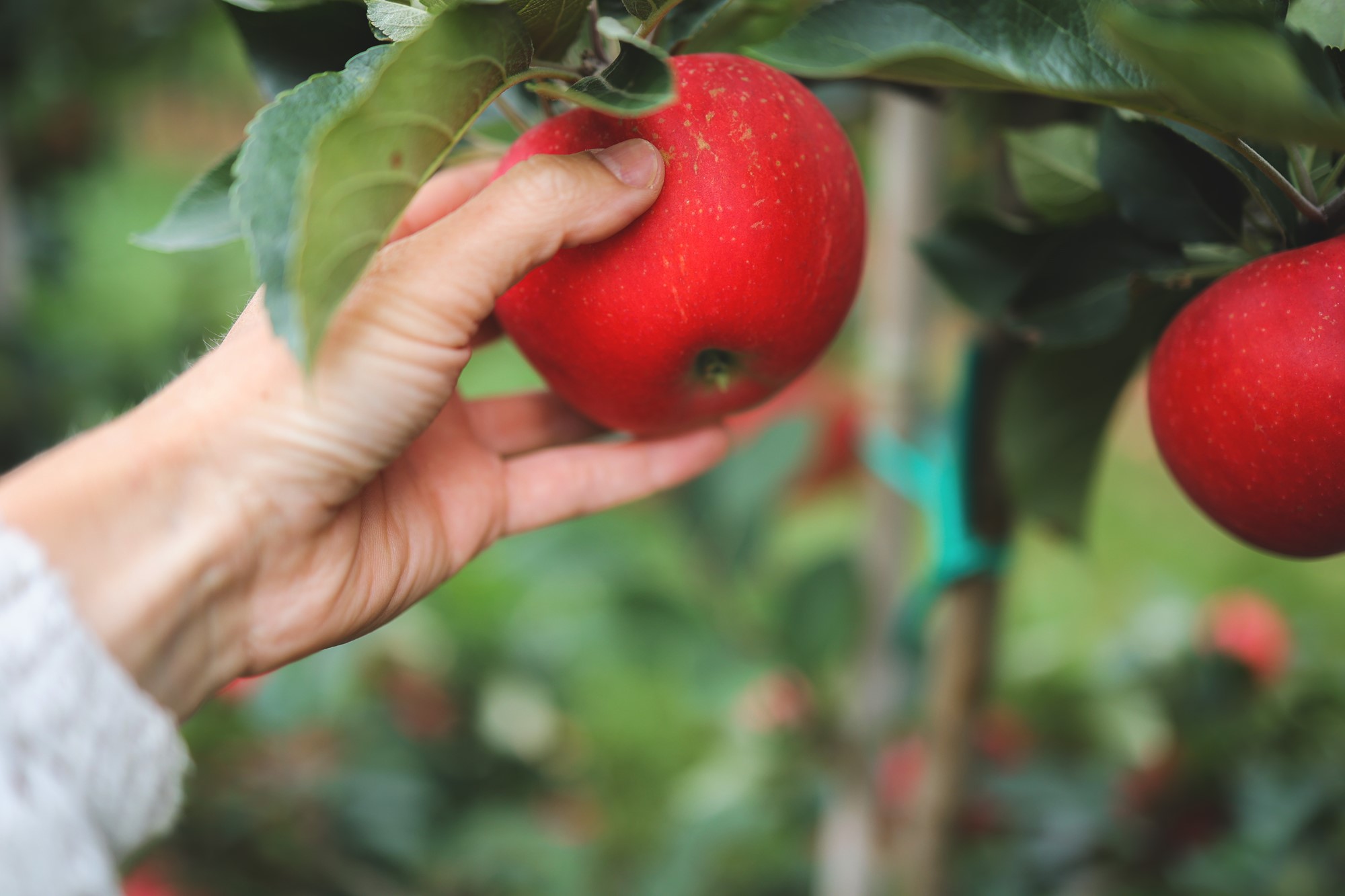 Ett rött moget äpple hänger på äppelträdets kvist, en hand är redo att skörda äpplet